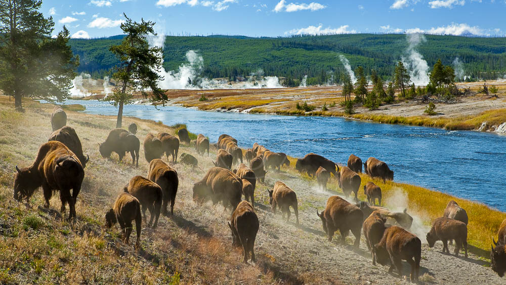 Yellowstone & Grand Teton