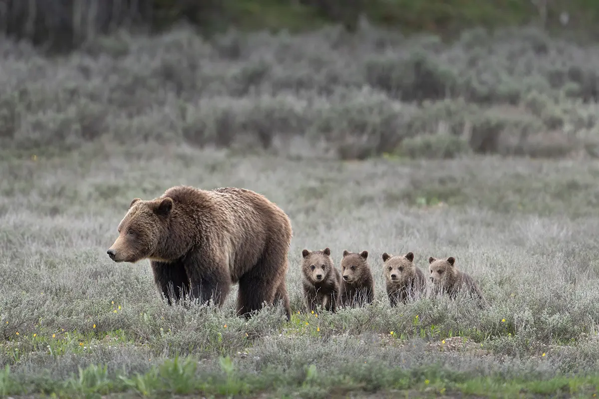 Jackson Hole — A Private Naturalist Guide Through Yellowstone And Grand Teton