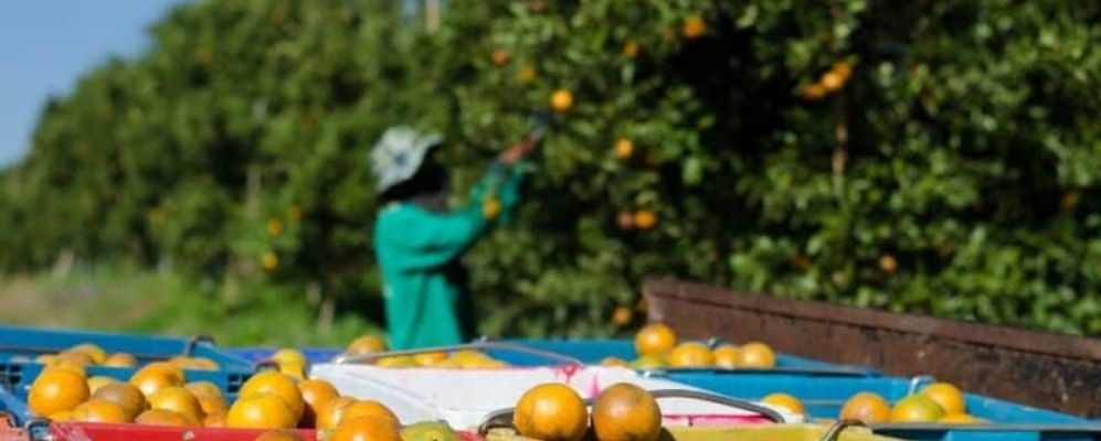 Florida — Best Agricultural Trip Destinations Across America