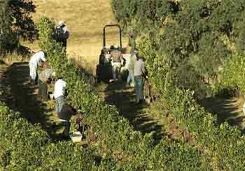 Napa Valley — Best Agricultural Trip Destinations Across America