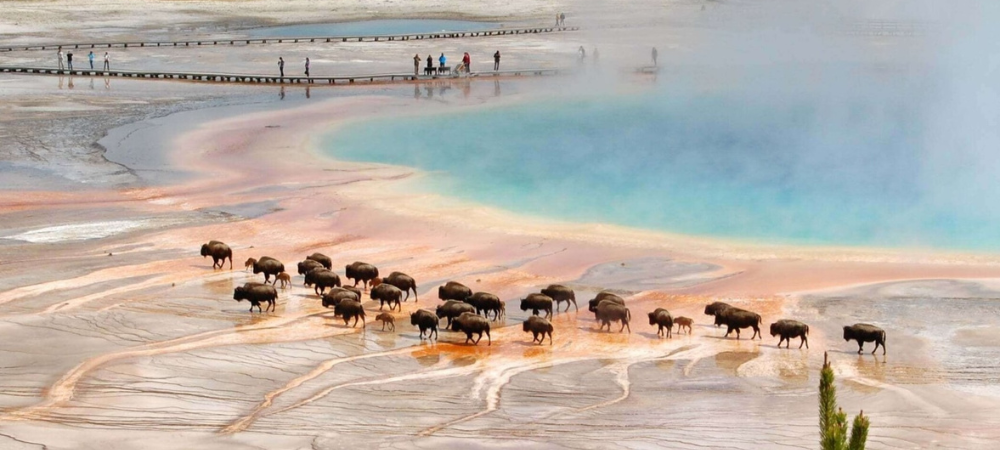 Yellowstone — Wild by Nature